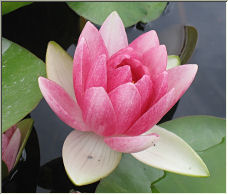 Lily - Copyright © 2005 by Photos-of-the-Year