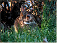 Rabbit in the backyard - Copyright © 2006 by albert martin